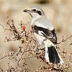 Steppe Grey Shrike